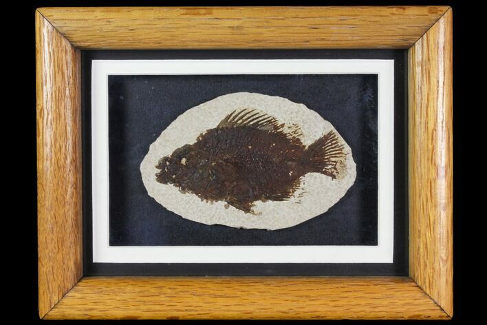 Framed Fossil Fish (Cockerellites) - Wyoming #144122